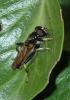 Xylota segnis
